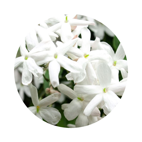 KIT Flores blancas - White Flowers